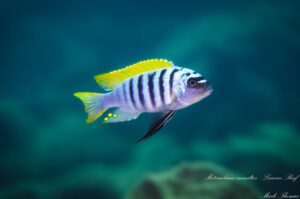 Metriaclima emmiltos 'Luwino Reef'